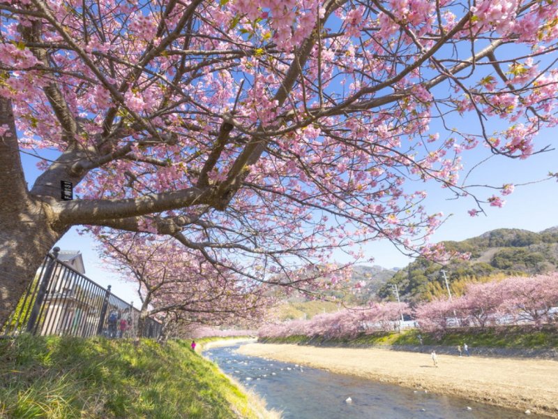 河津温泉　桜