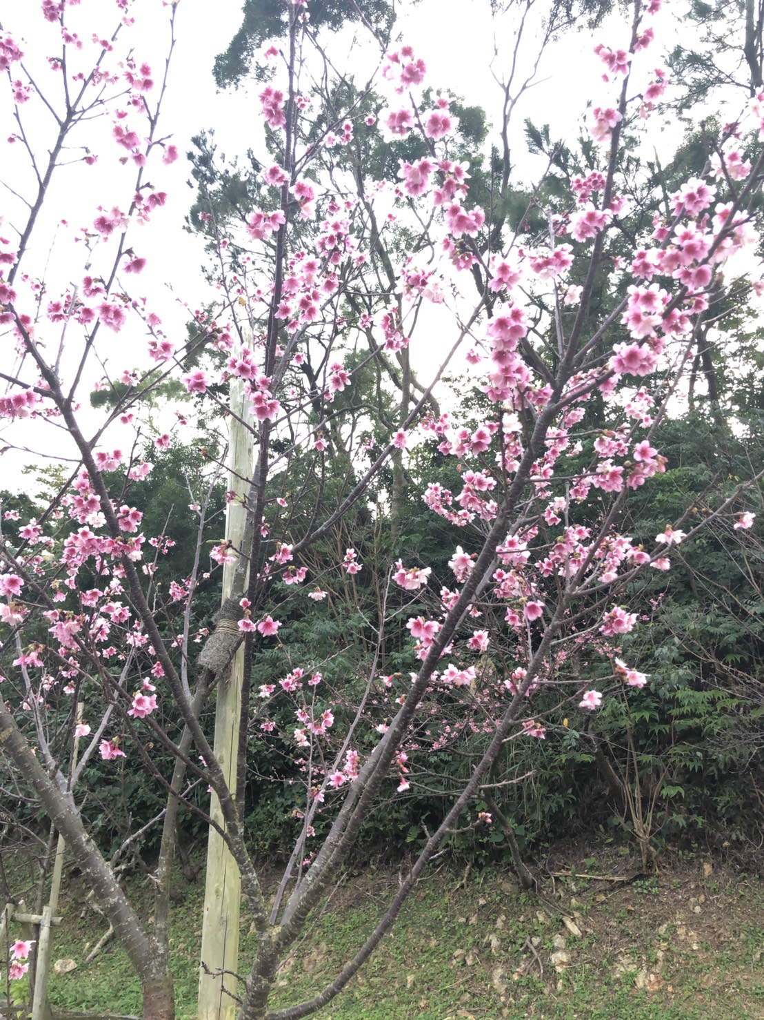 沖縄 桜開花宣言します 本部町八重岳 探さずに見つかるリゾートバイト リゾバ求人 ならリゾートチャンネル