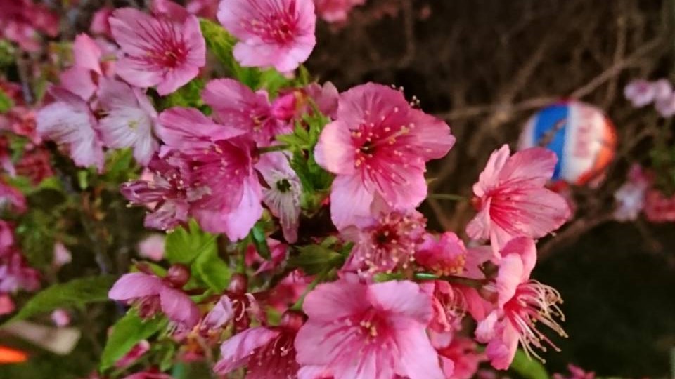 沖縄の桜は1月に咲く 一足早い桜前線 探さずに見つかるリゾートバイト リゾバ求人 ならリゾートチャンネル