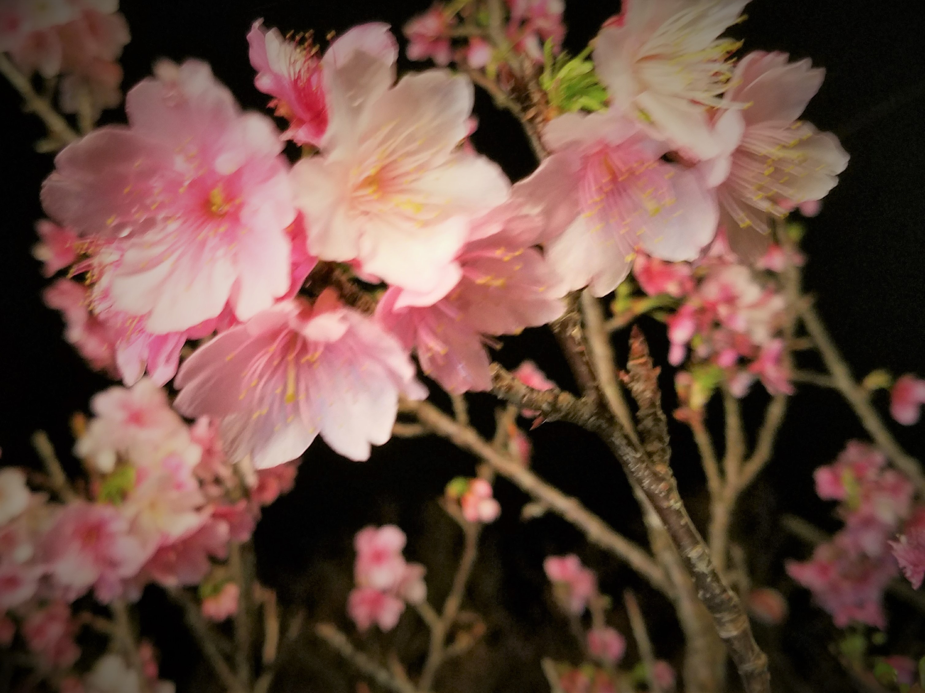 沖縄の桜は1月に咲く 一足早い桜前線 探さずに見つかるリゾートバイト リゾバ求人 ならリゾートチャンネル