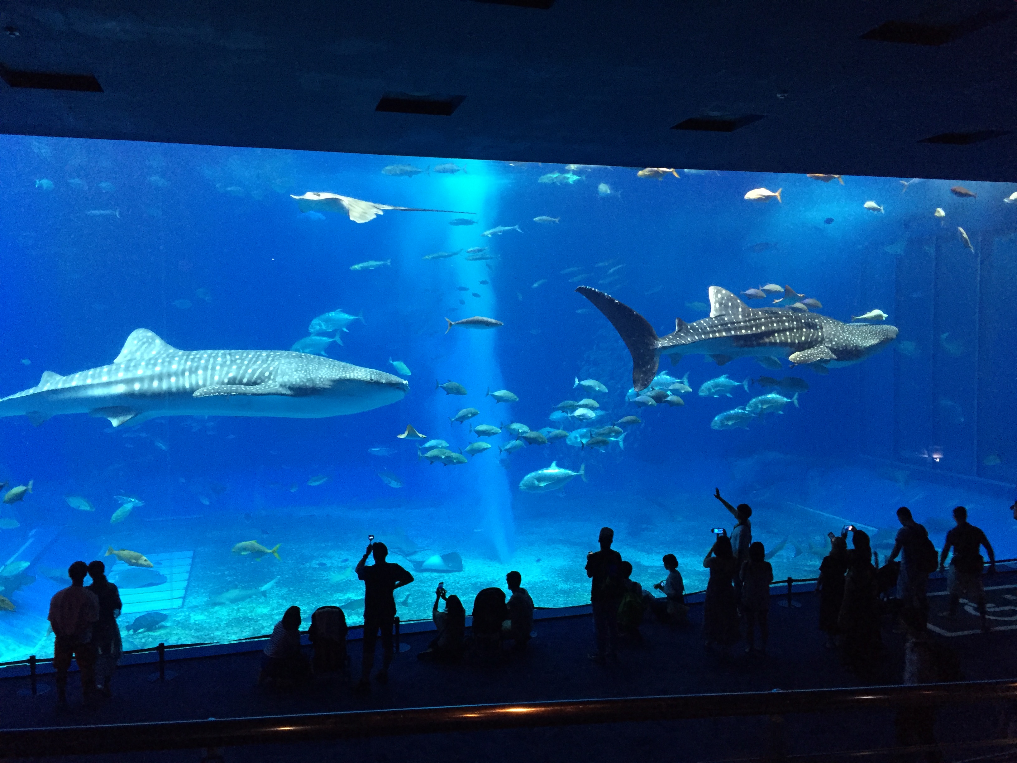 沖縄おすすめポイント紹介 美ら海で沖縄の生き物に出会う その 探さずに見つかるリゾートバイト リゾバ求人 ならリゾートチャンネル