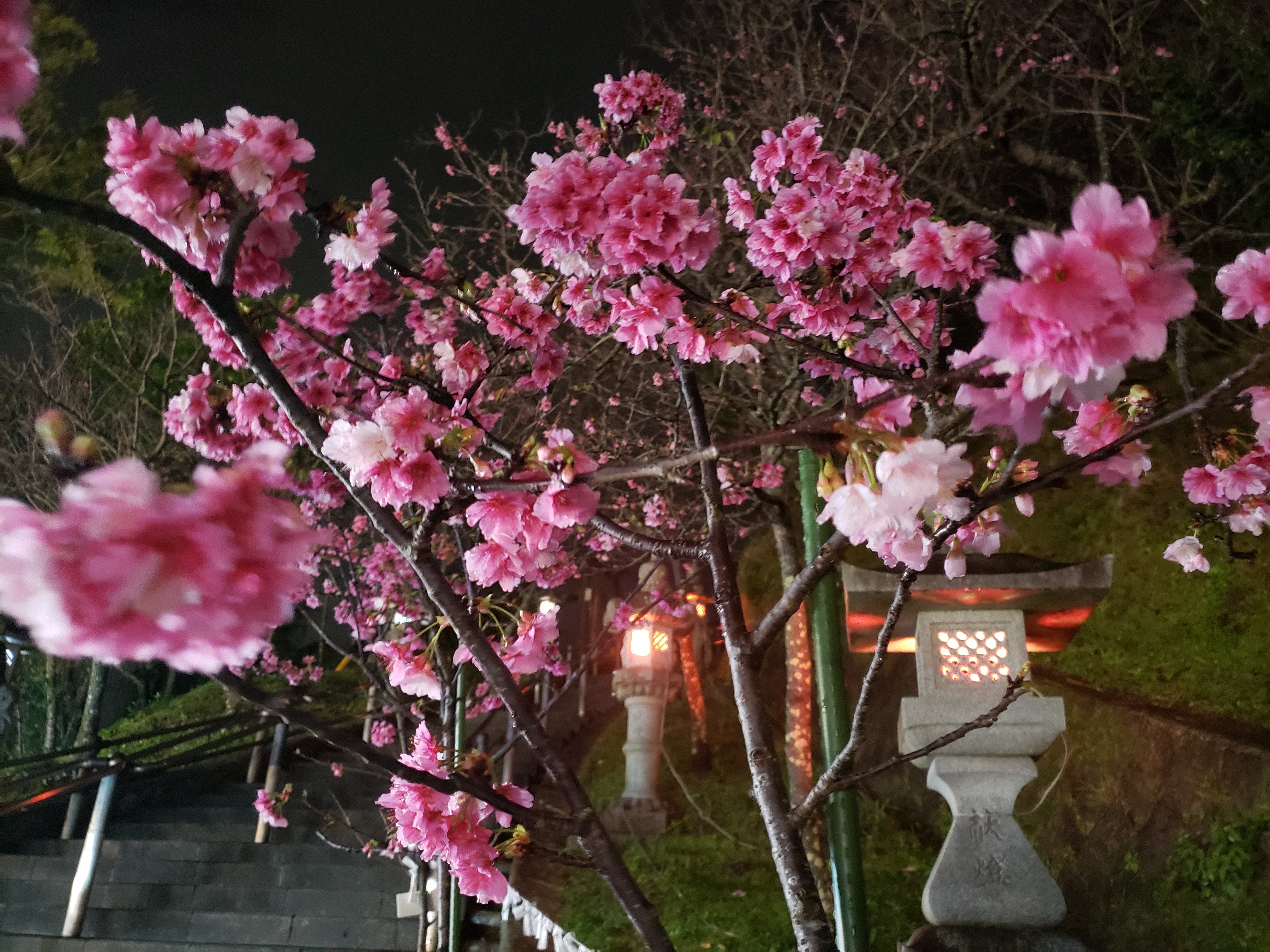 沖縄県の桜は開花してます さくら祭り 沖縄県名護市 探さずに見つかるリゾートバイト リゾバ求人 ならリゾートチャンネル